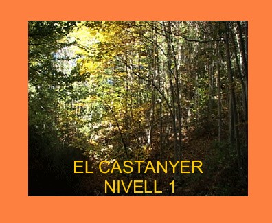 proyecto11
