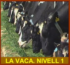 vaca
