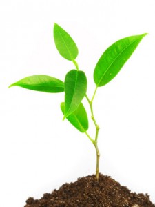 planta1