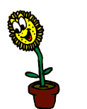 640_tournesol