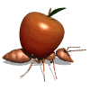 ant_carry_apple_md_wht