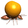 ant_carry_orange_md_wht