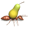 ant_carry_pear_md_wht