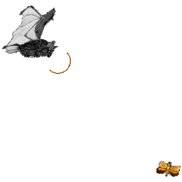 bat_moth