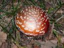 amanita