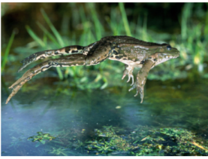 FROG
