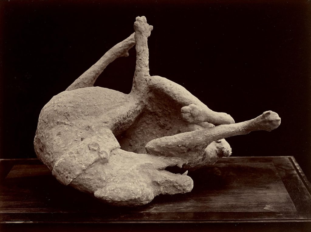 7. Rèplica amb guix d'un cadàver d'un gos a Pompeia