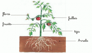 parts_de_la_planta