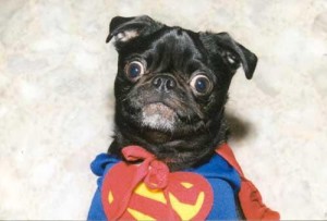 superperro