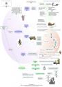 mapa conceptual