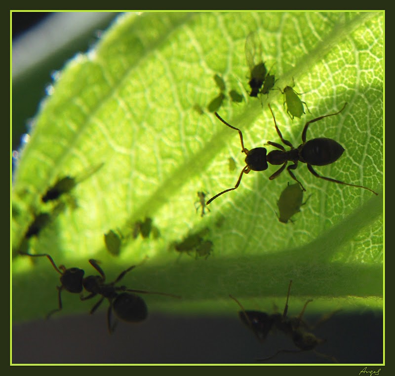 formigues-m006