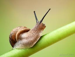 invertebrats