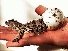 ovipar