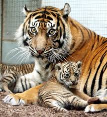 tigre