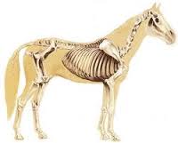 vertebrat