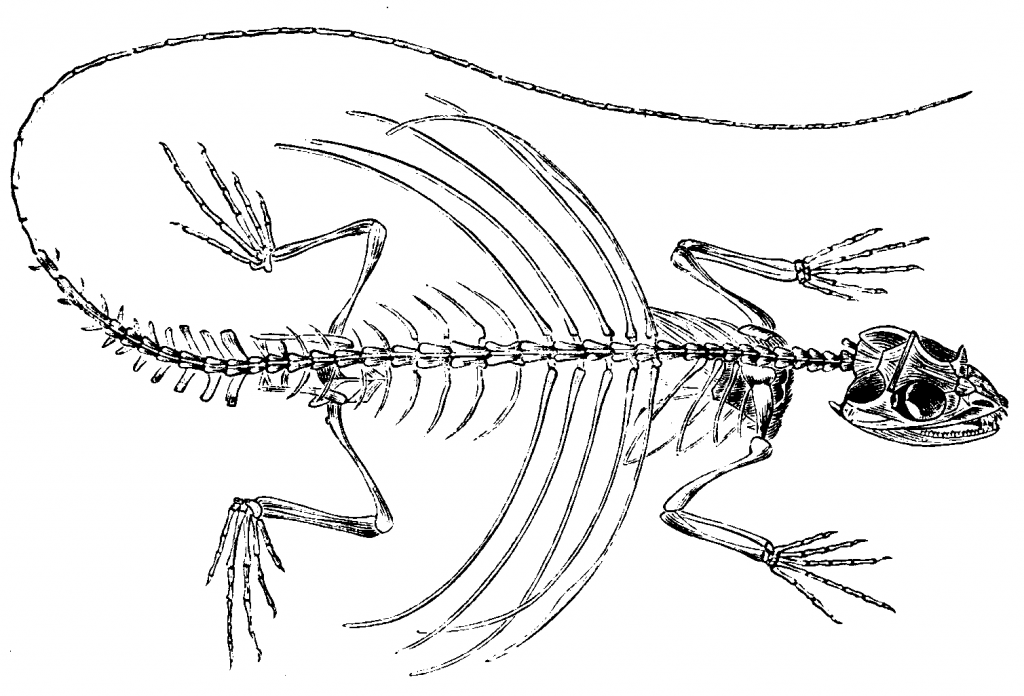 Animal vertebrat