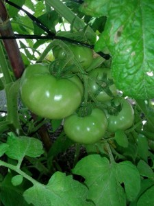 IMG-20140710-WA0009