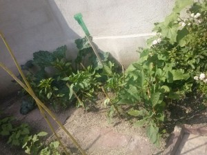 IMG-20140806-WA0015