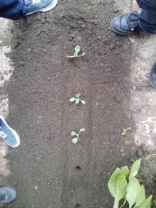 IMG-20141106-WA0016