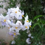 solanum-jasminoides