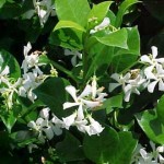 trachelospermum-jasmin