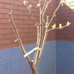 fruiters-3