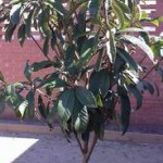 fruiters-4