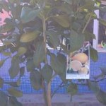 fruiters-6
