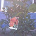 fruiters-7