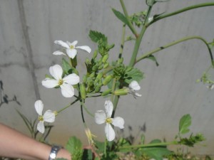 DSC03563 (Copiar)
