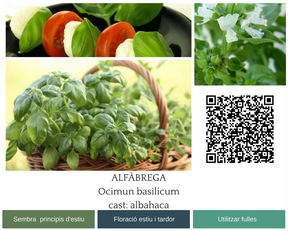 ALFÀBREGAOcimun basilicumcast- albahaca