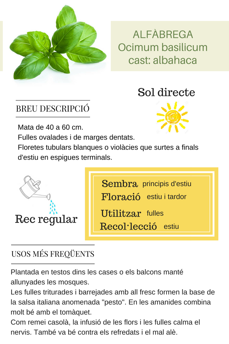 Alfàbrega fitxa