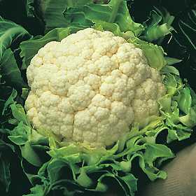 coliflor