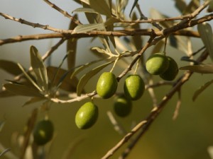 olives