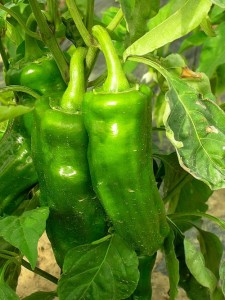 pebrots