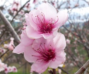 presseguer-en-flor