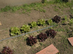 Enciams plantats pels nens i nenes de primer.