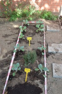 20-10 (4) BROQUILS ICOLS PETIT