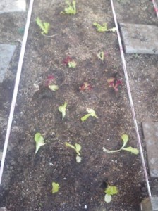 enciams i escaroles 1-10 PETIT