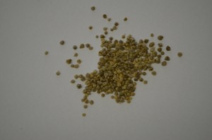 llavors espinacs petit