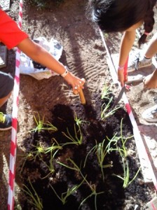 plantant cebes 8-10 (2) petit