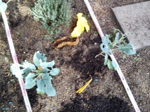 6 nov 14 broquils menjats petit