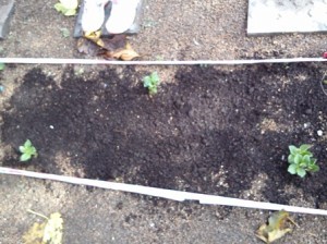 6 nov 14 faves petit