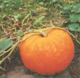 calabaza