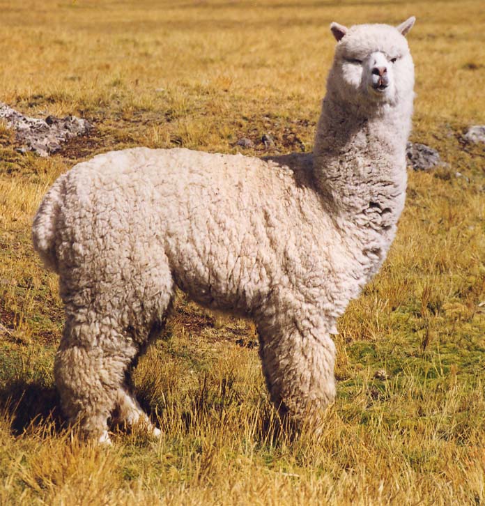 foto-alpaca-huacaya