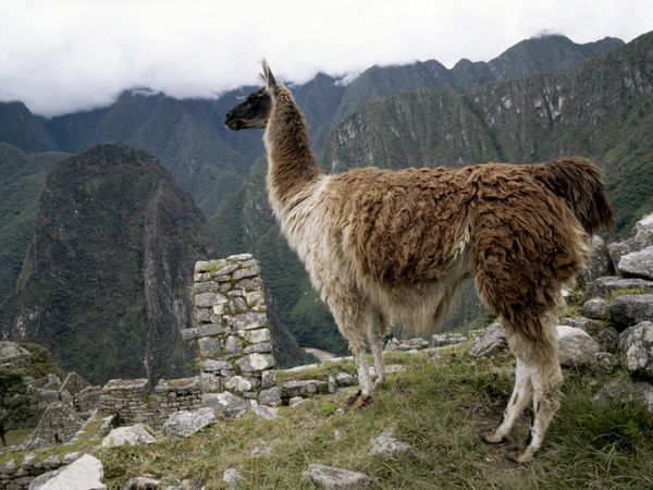 llama_613_600x450