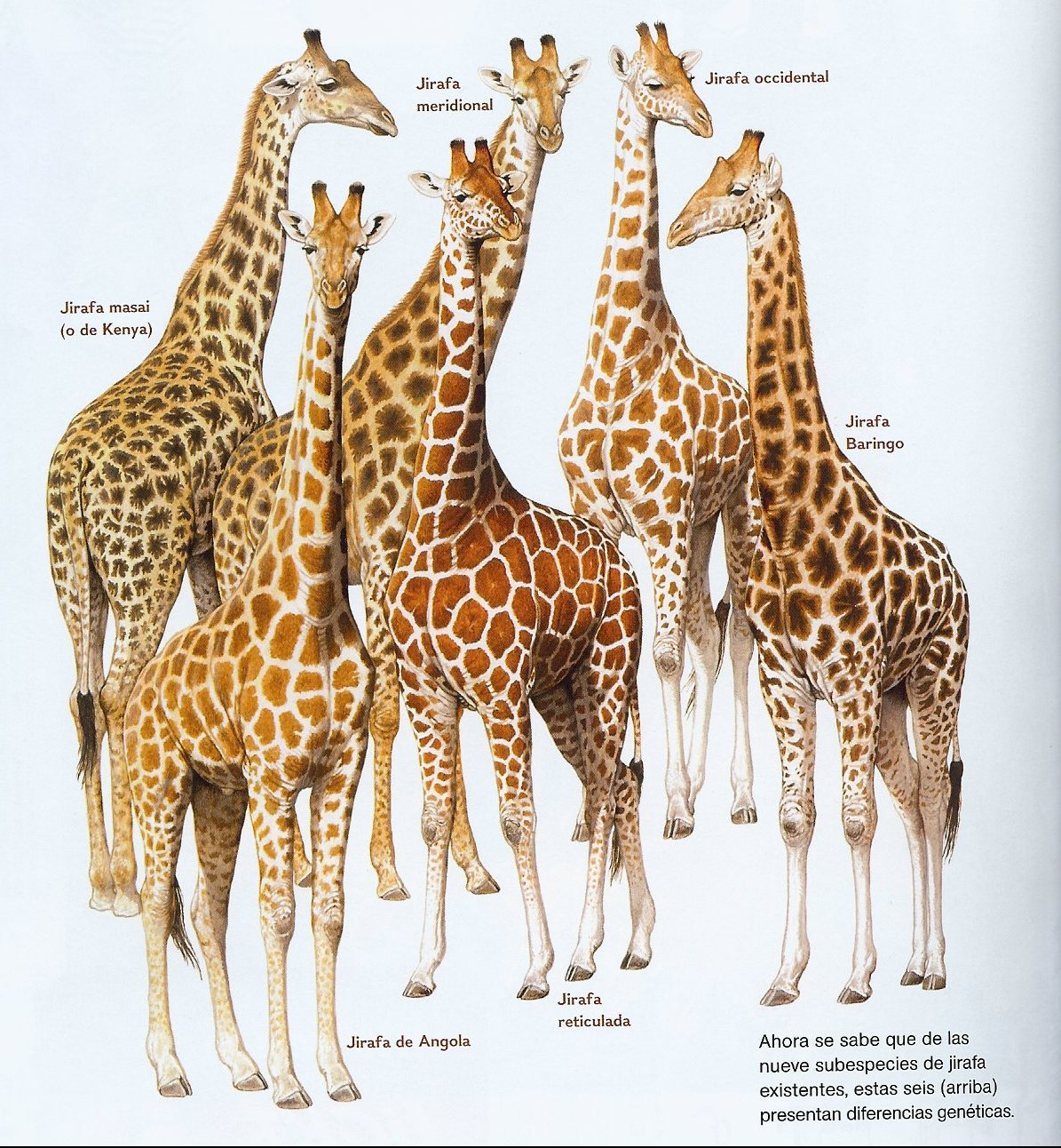 GIRAFES!!!!