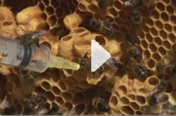 que-qui-com-abelles1