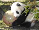 panda.jpg