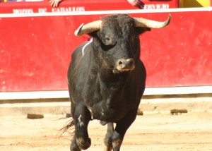 toros